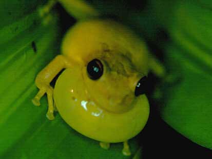 5 Ways to Get Rid of Frogs in Your Garden | Antipest Blog