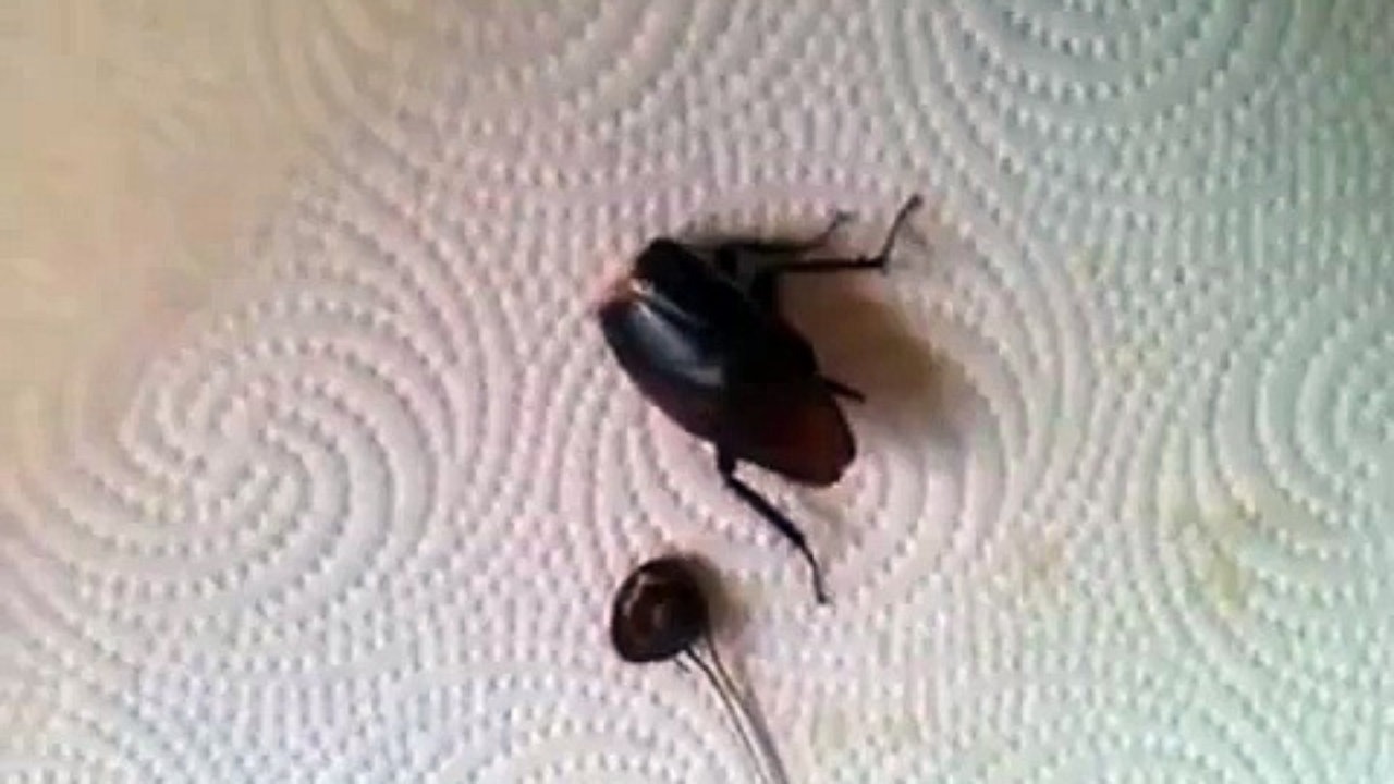 「cockroach no head」的圖片搜尋結果