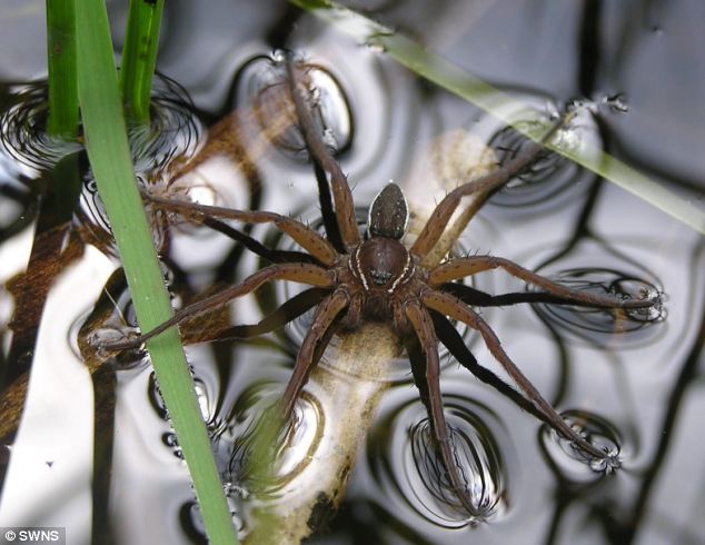 fishing spider eating a fish