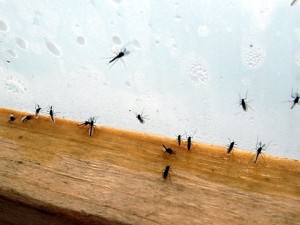 gnats