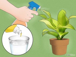Spray on plant