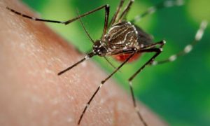 aedes-mosquito
