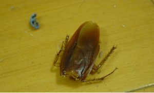 pest-01