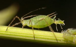 pest-03