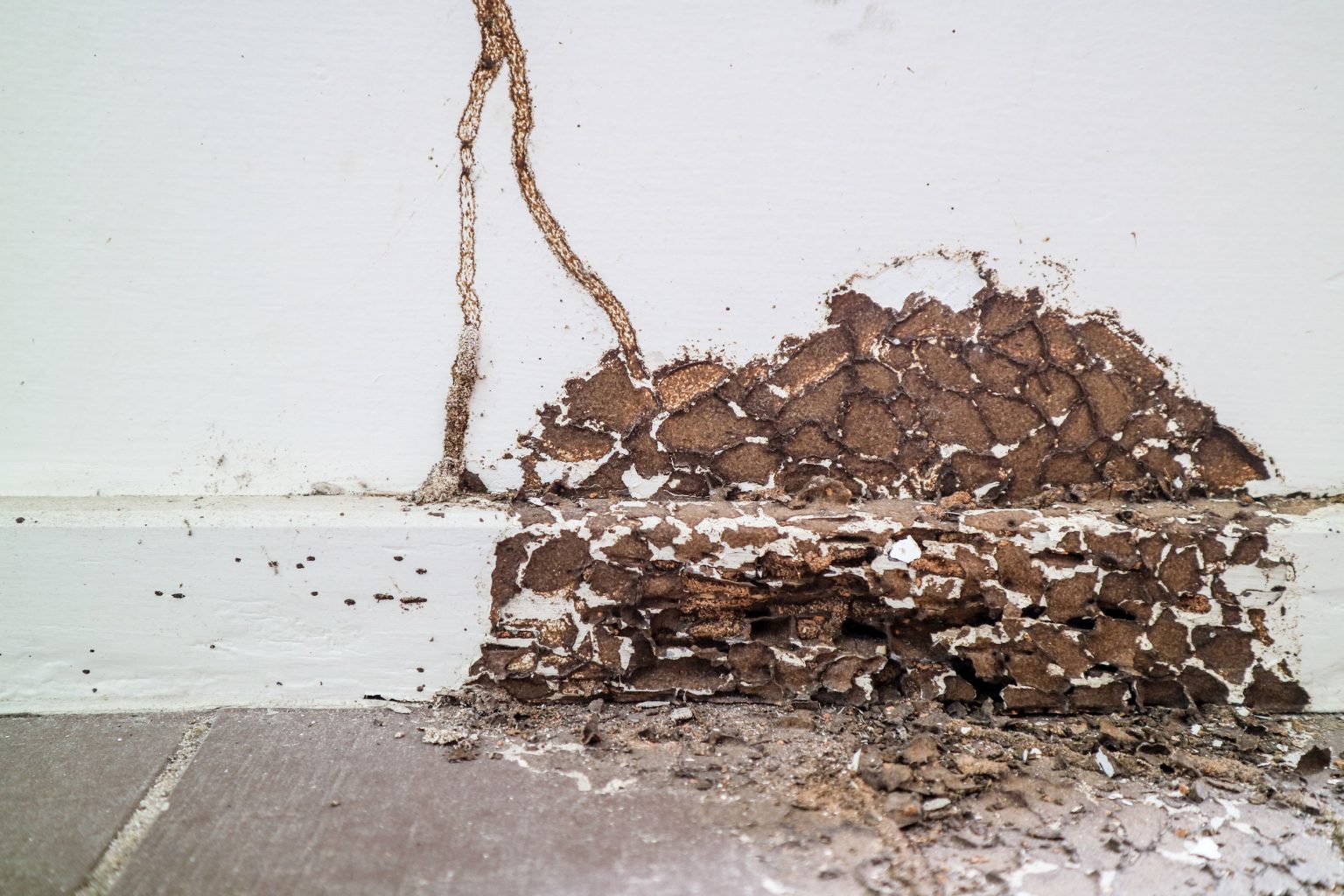 termite control malaysia price
