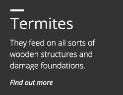 Termites Elimination